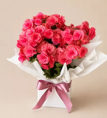 Vaso de begônia rosa no cachepô branco com laço rosa