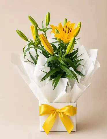 Lírio amarelo no cachepô branco com laço amarelo