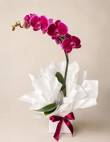 Orquídea Phalaenopsis roxa em vaso